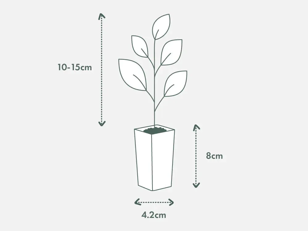 Acacia pravissima – Ovens Wattle