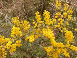 Acacia pravissima – Ovens Wattle