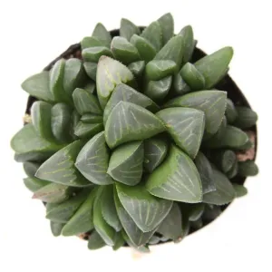 Haworthia mutica