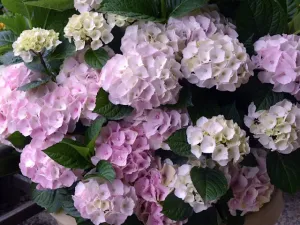 Hydrangea macrophylla Schroll Popcorn Candy